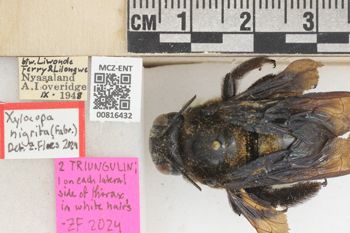 Media type: image;   Entomology 816432 Aspect: labels